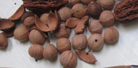 Hickory Nuts Image